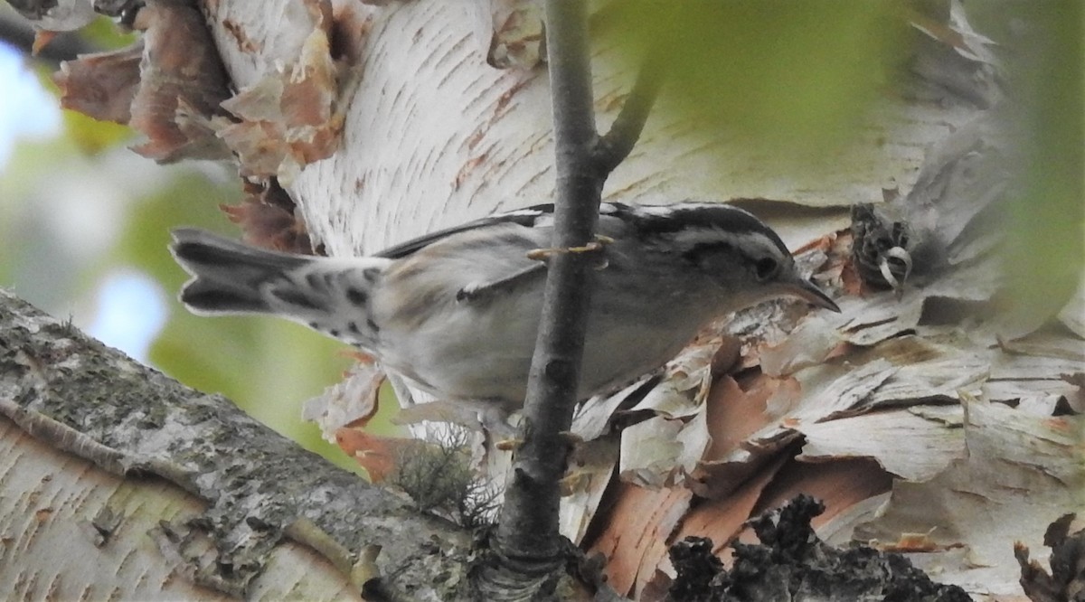 Black-and-white Warbler - ML485914721