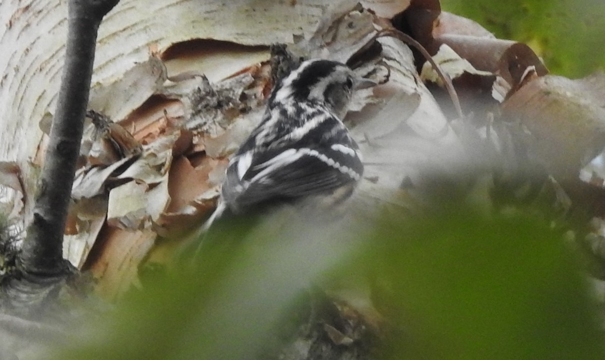 Black-and-white Warbler - ML485914731