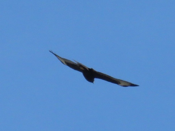 Short-tailed Hawk - Nick Komar