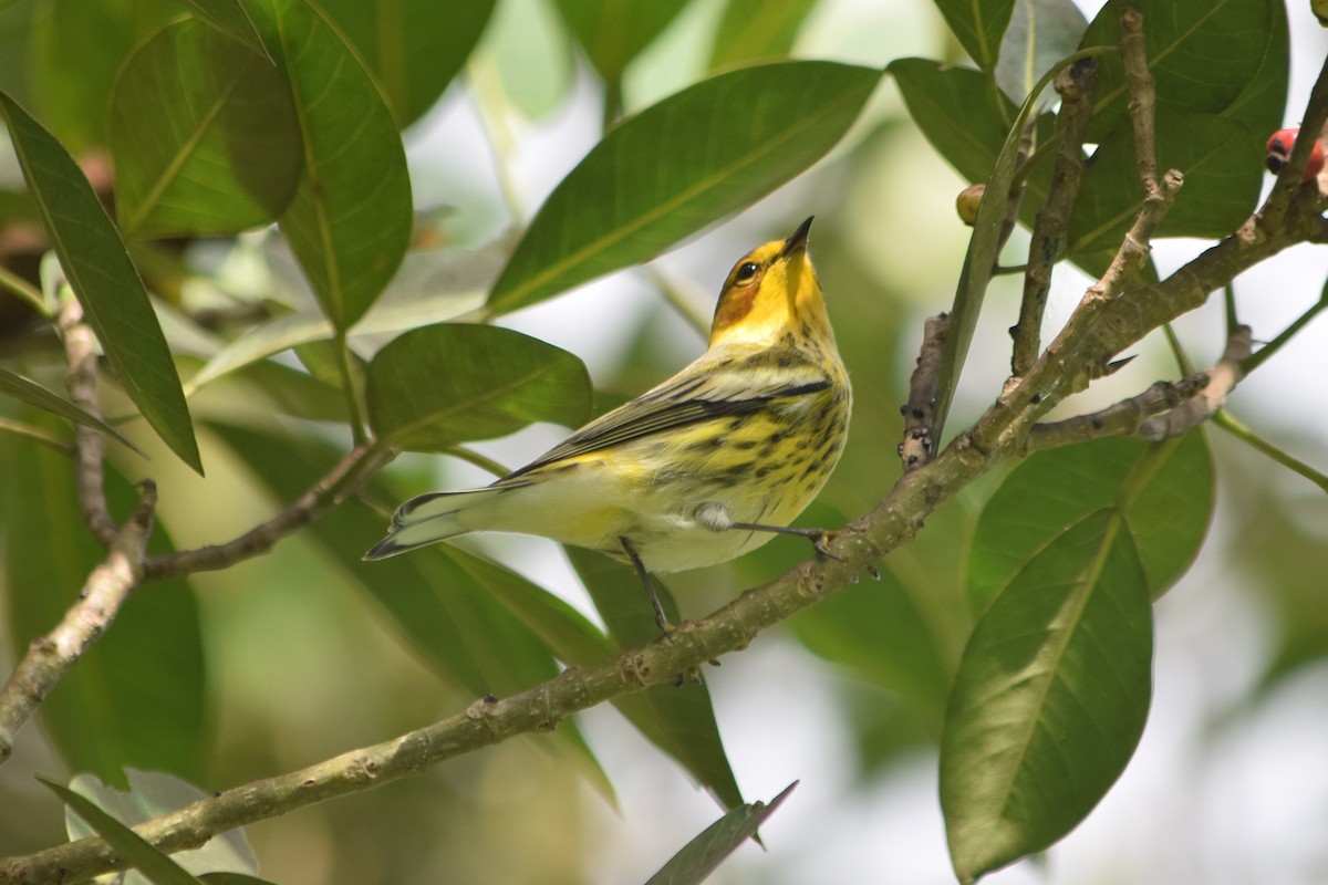 Cape May Warbler - ML485920711