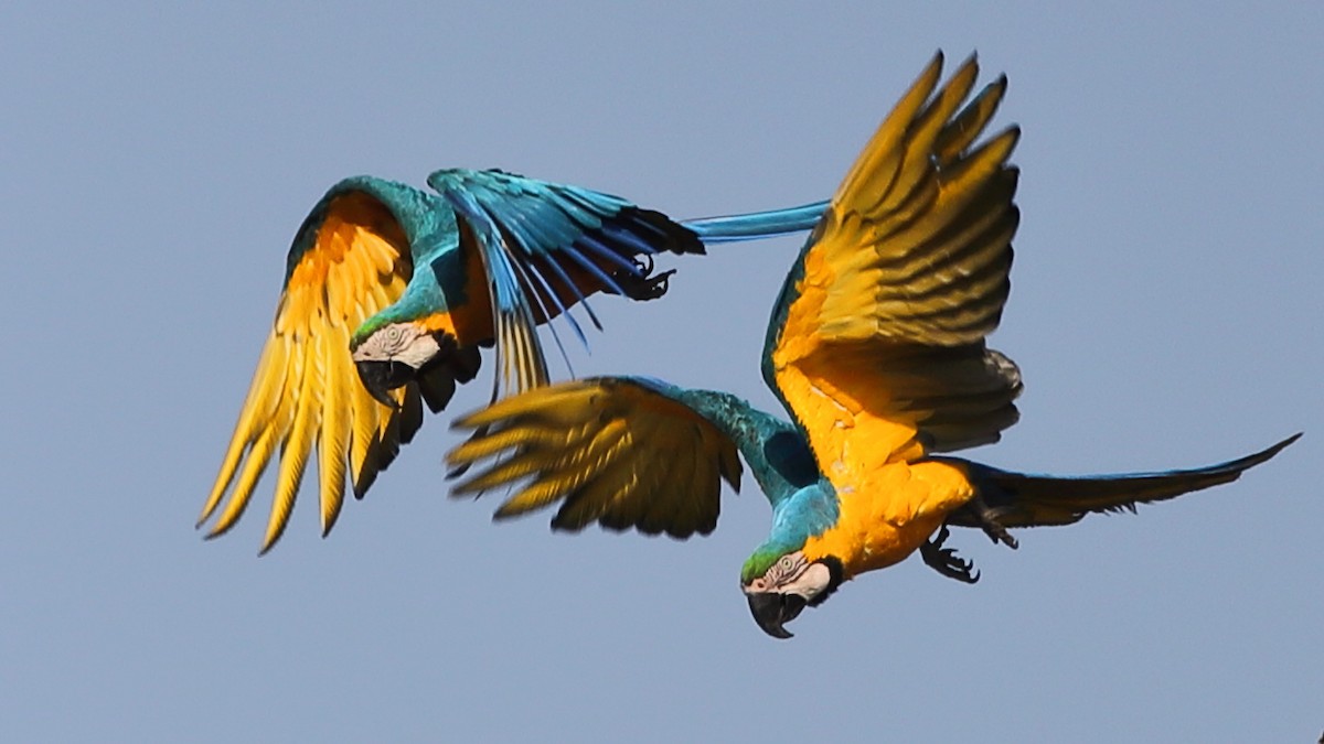 Blue-and-yellow Macaw - ML485925951