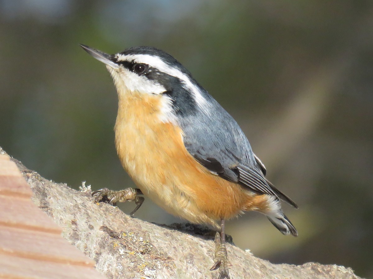Red-breasted Nuthatch - ML48592611