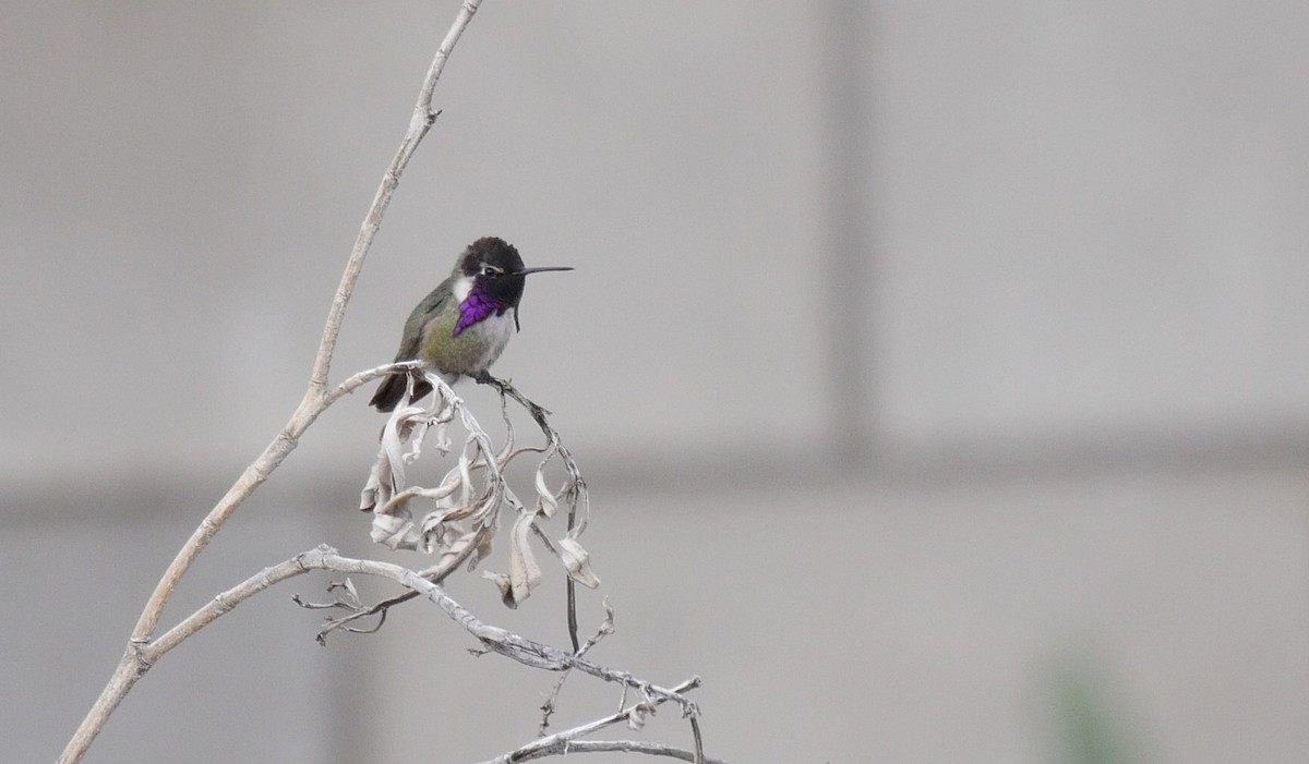 Costa's Hummingbird - ML48592871
