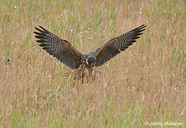 Red-footed Falcon - ML485928871