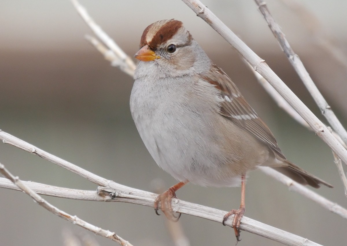 White-crowned Sparrow - ML48593351