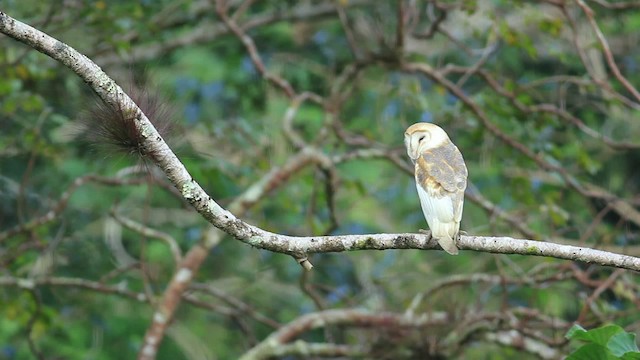 Barn Owl (White-winged) - ML485935