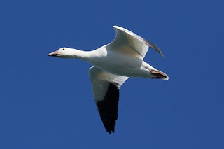 Snow Goose, ML485936181