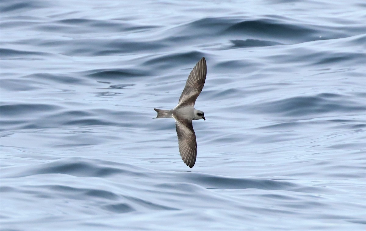 Fork-tailed Storm-Petrel - ML485937541