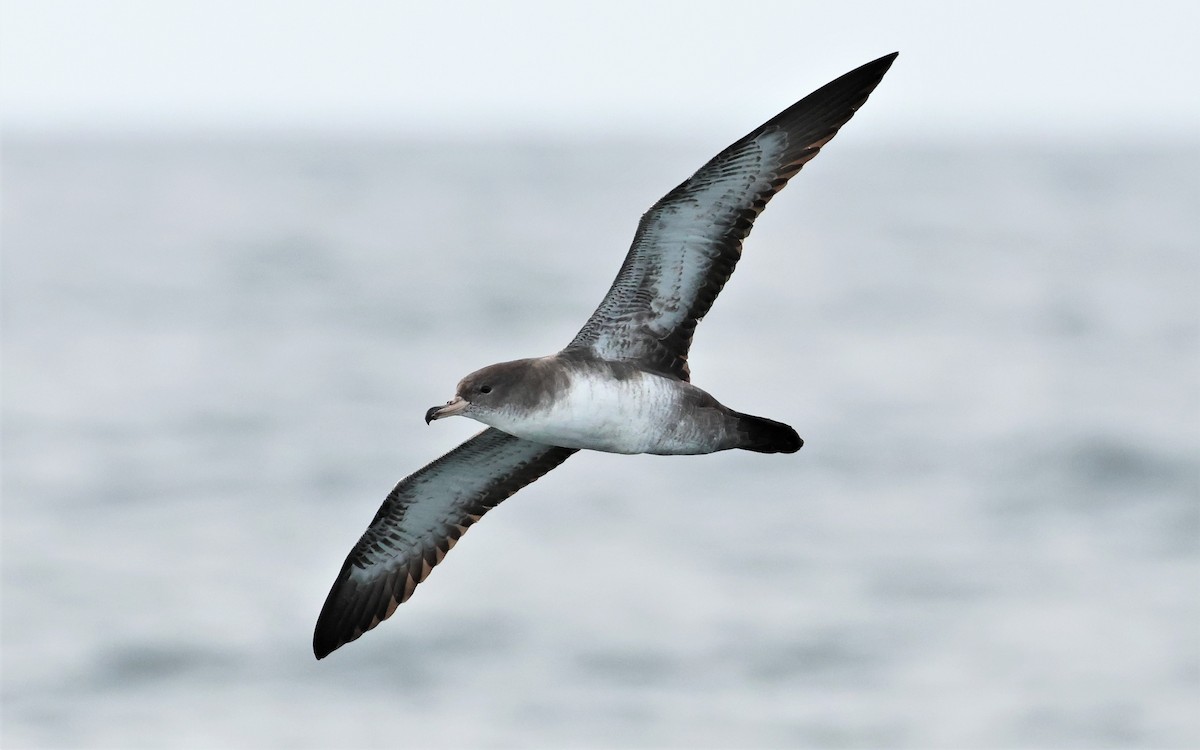 Pink-footed Shearwater - ML485939241