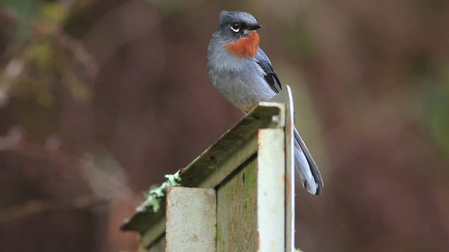 Rufous-throated Solitaire - ML485941