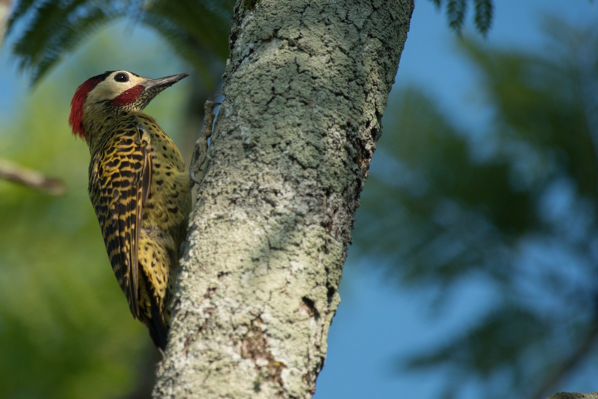 Green-barred Woodpecker - ML48594181