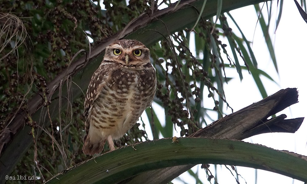 Burrowing Owl - ML485948591