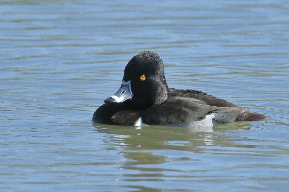 Ring-necked Duck - ML485950181
