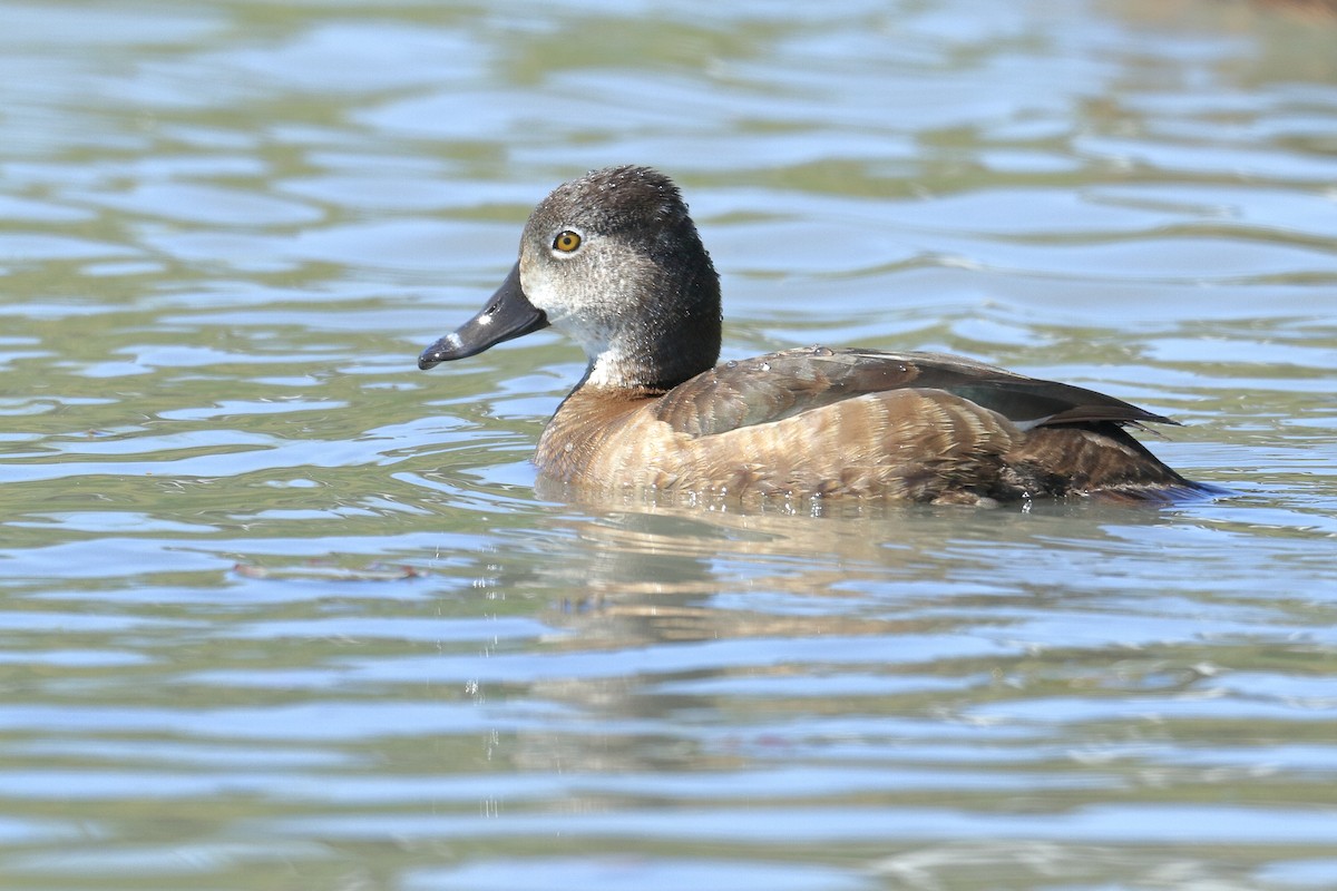 Ring-necked Duck - ML485950281
