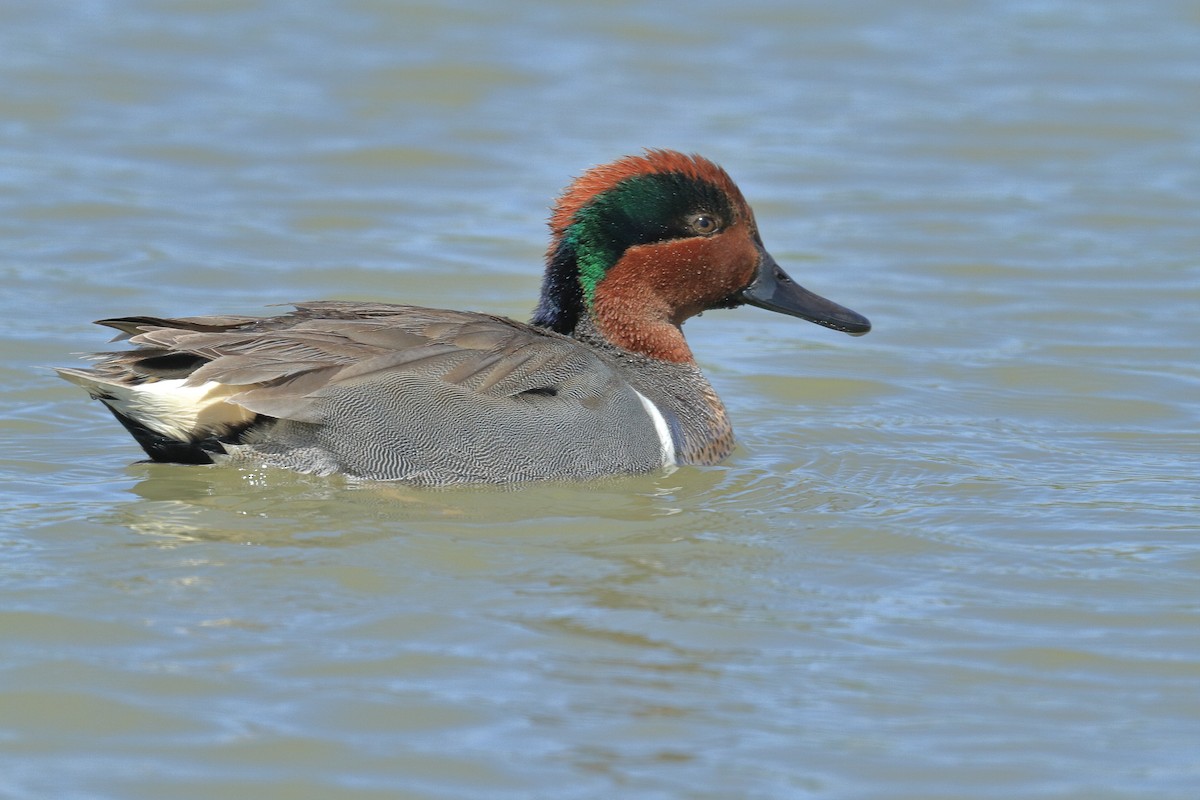 Green-winged Teal - ML485950461