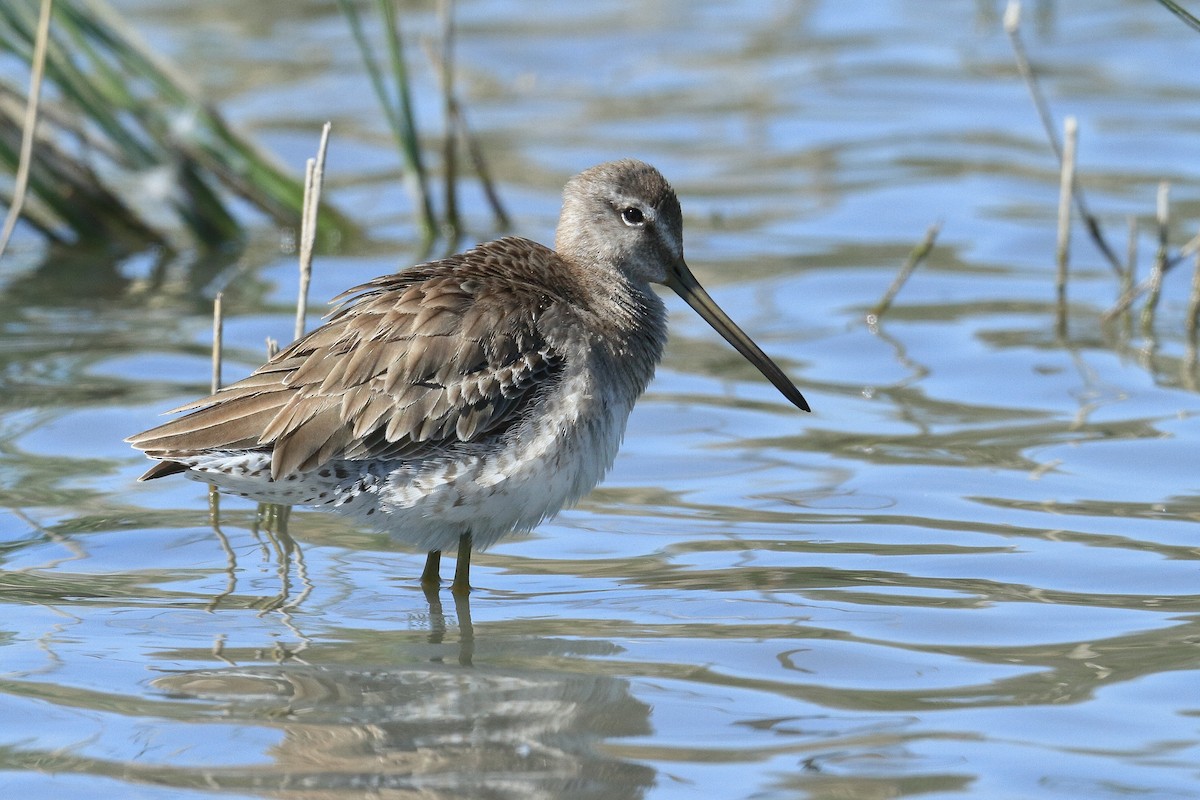 Long-billed Dowitcher - ML485951261