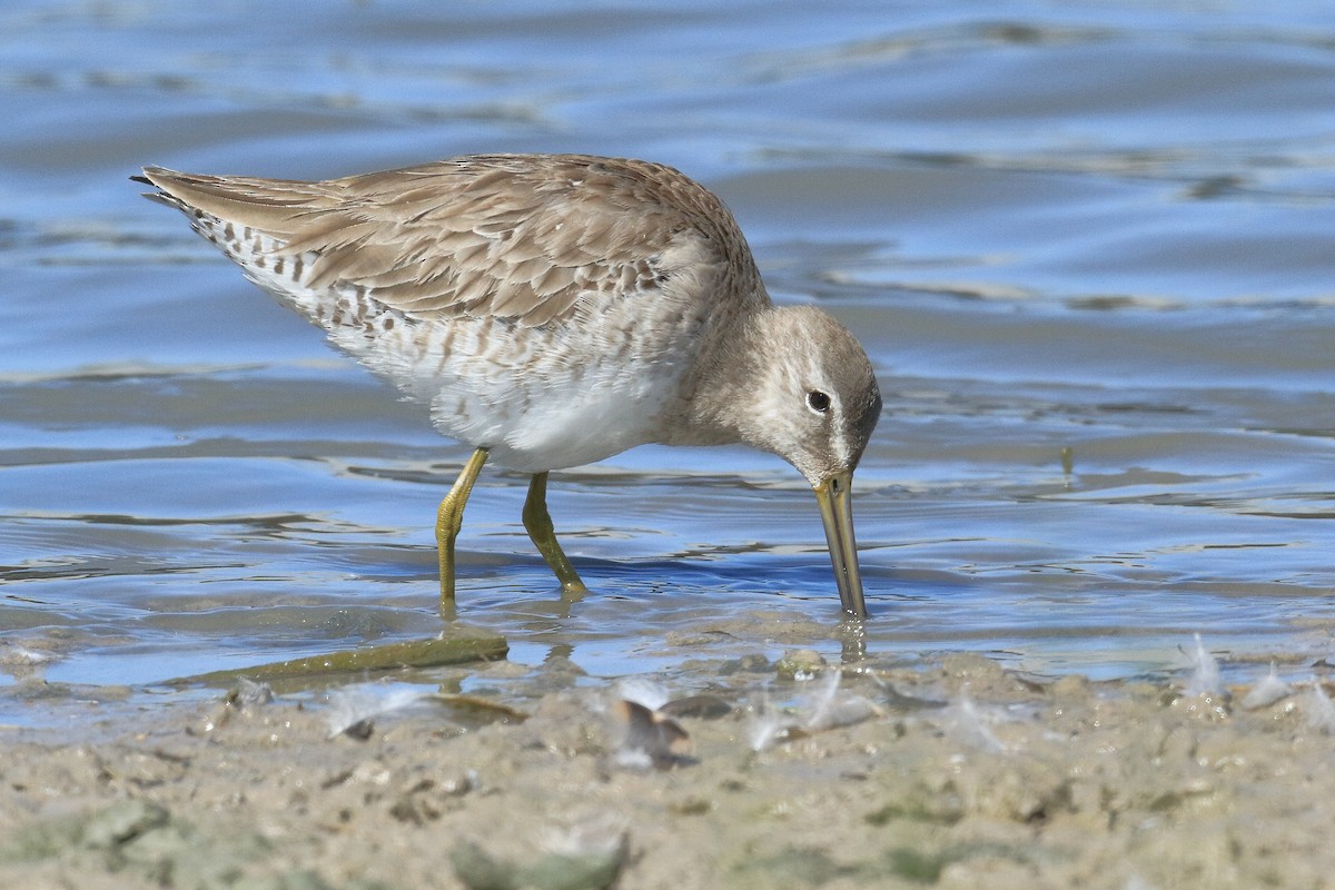 Long-billed Dowitcher - ML485951271