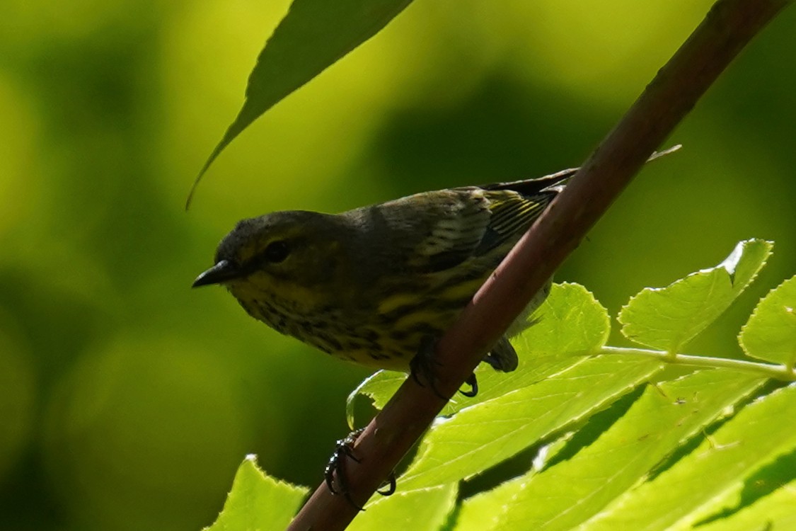 Cape May Warbler - ML485951471