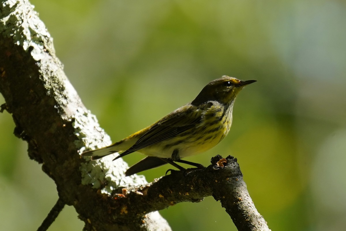 Cape May Warbler - ML485951481