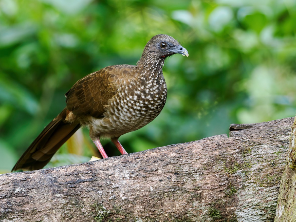 Speckled Chachalaca - Nick Athanas