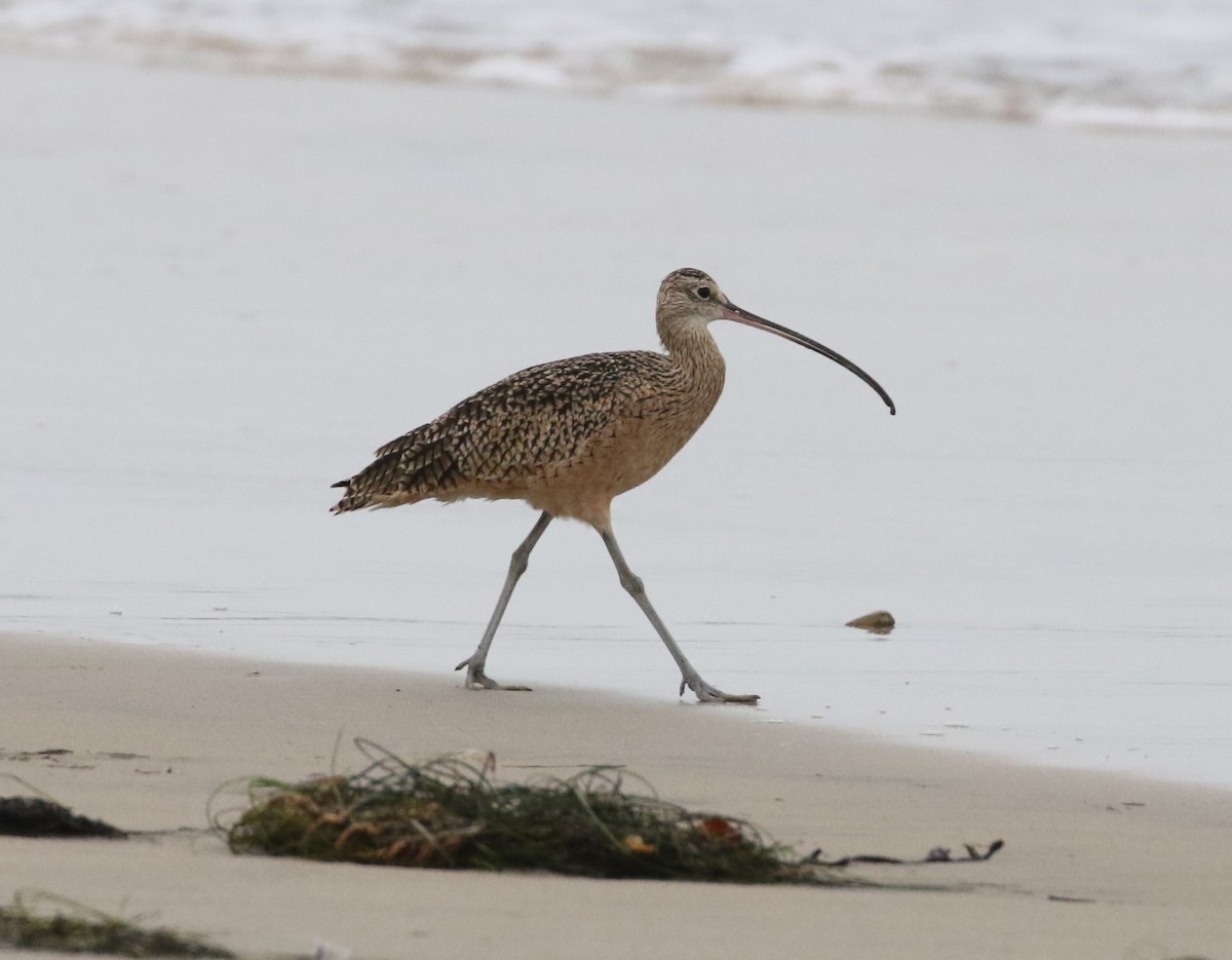 eBird Checklist - 9 Sep 2022 - Tijuana River mouth & beach - 28 species ...