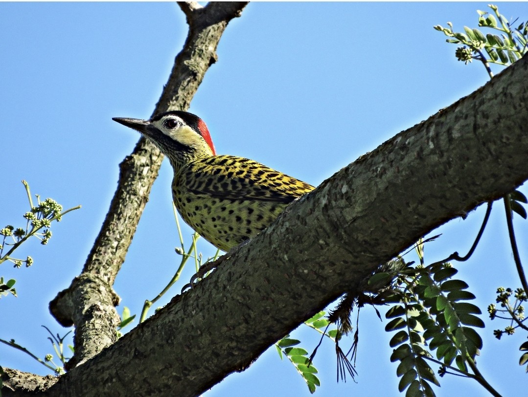Green-barred Woodpecker - Fábio Toledo das Dores