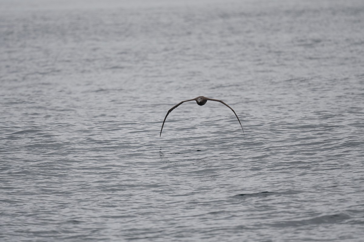 Albatros à pieds noirs - ML485975001