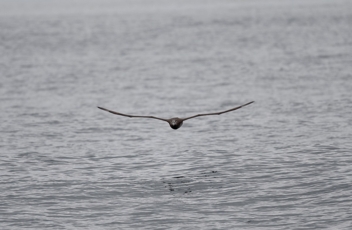 Albatros à pieds noirs - ML485975041