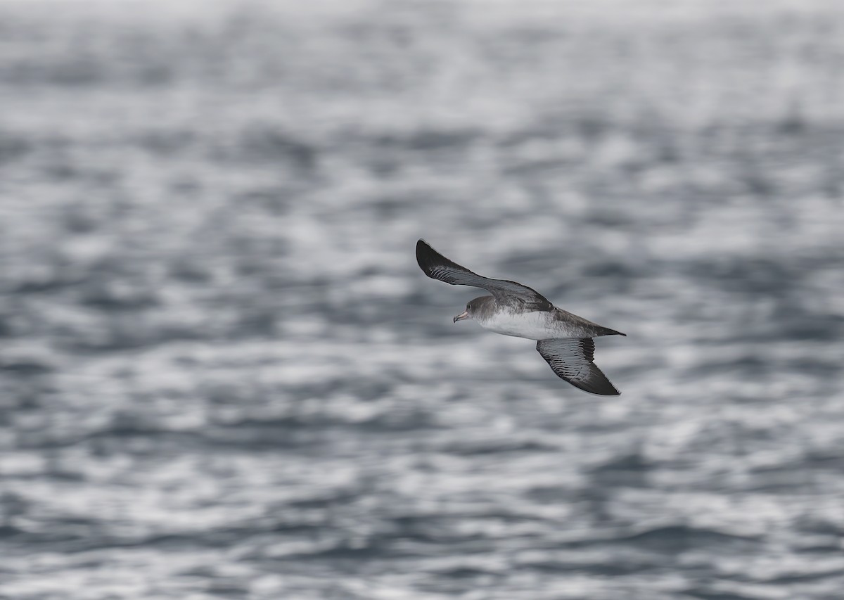 Pink-footed Shearwater - ML485975251