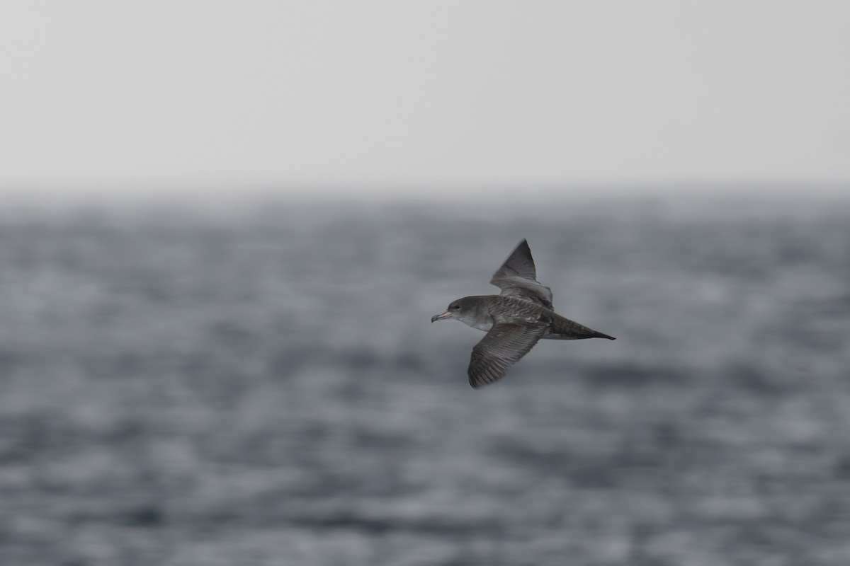 Pink-footed Shearwater - ML485975411