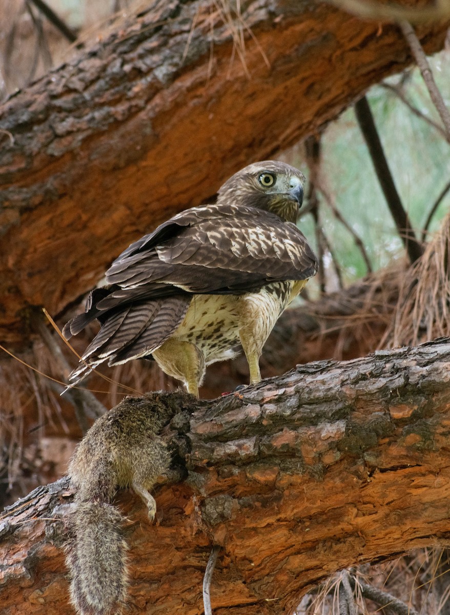 Red-tailed Hawk (calurus/alascensis) - ML485977231