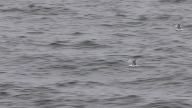 Mouette tridactyle - ML485978481