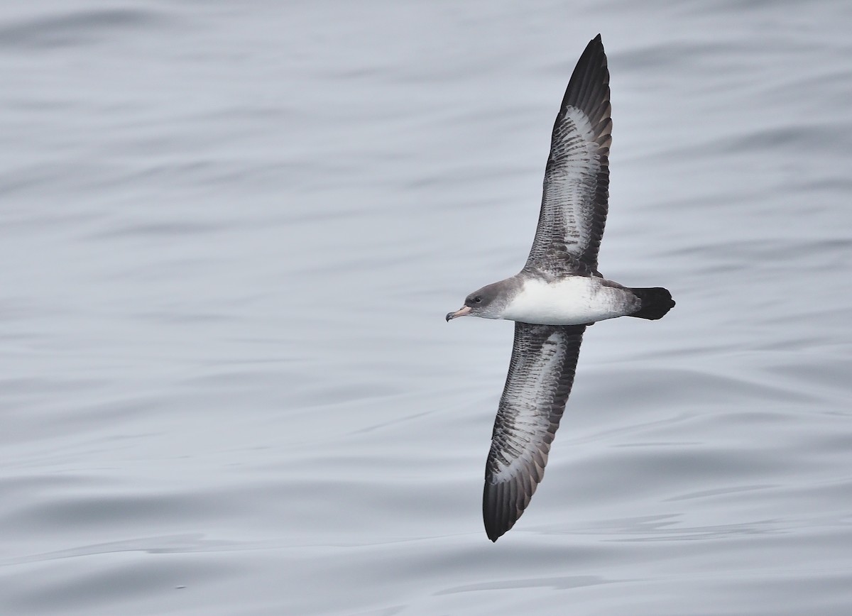 Pink-footed Shearwater - ML485980161