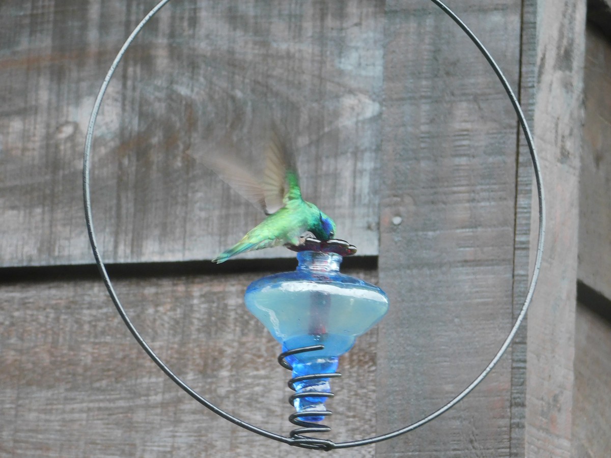 Talamanca Hummingbird - ML48598411