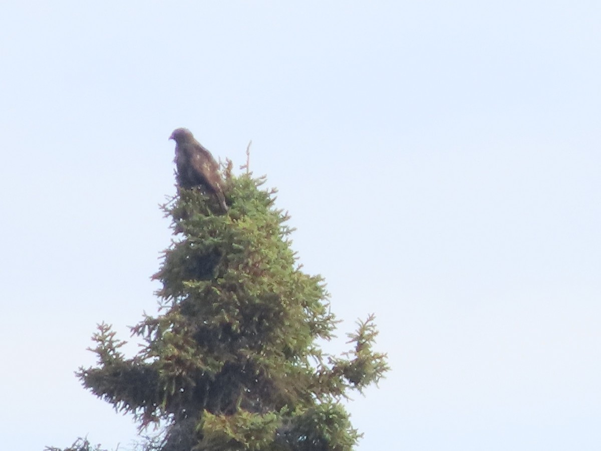 Red-tailed Hawk (Harlan's) - ML485985451