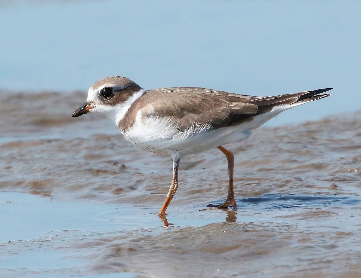 Semipalmated Plover - Mark  Ludwick
