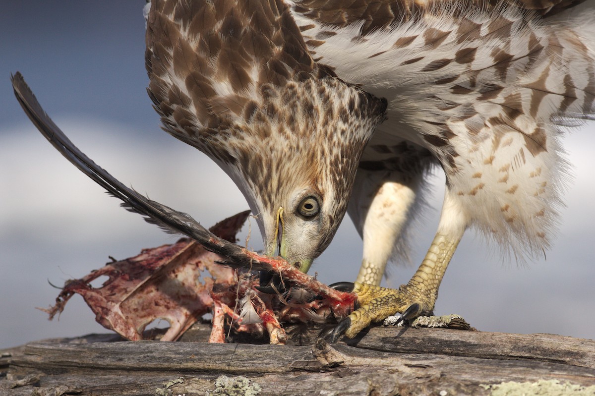 Red-tailed Hawk - Angus Pritchard