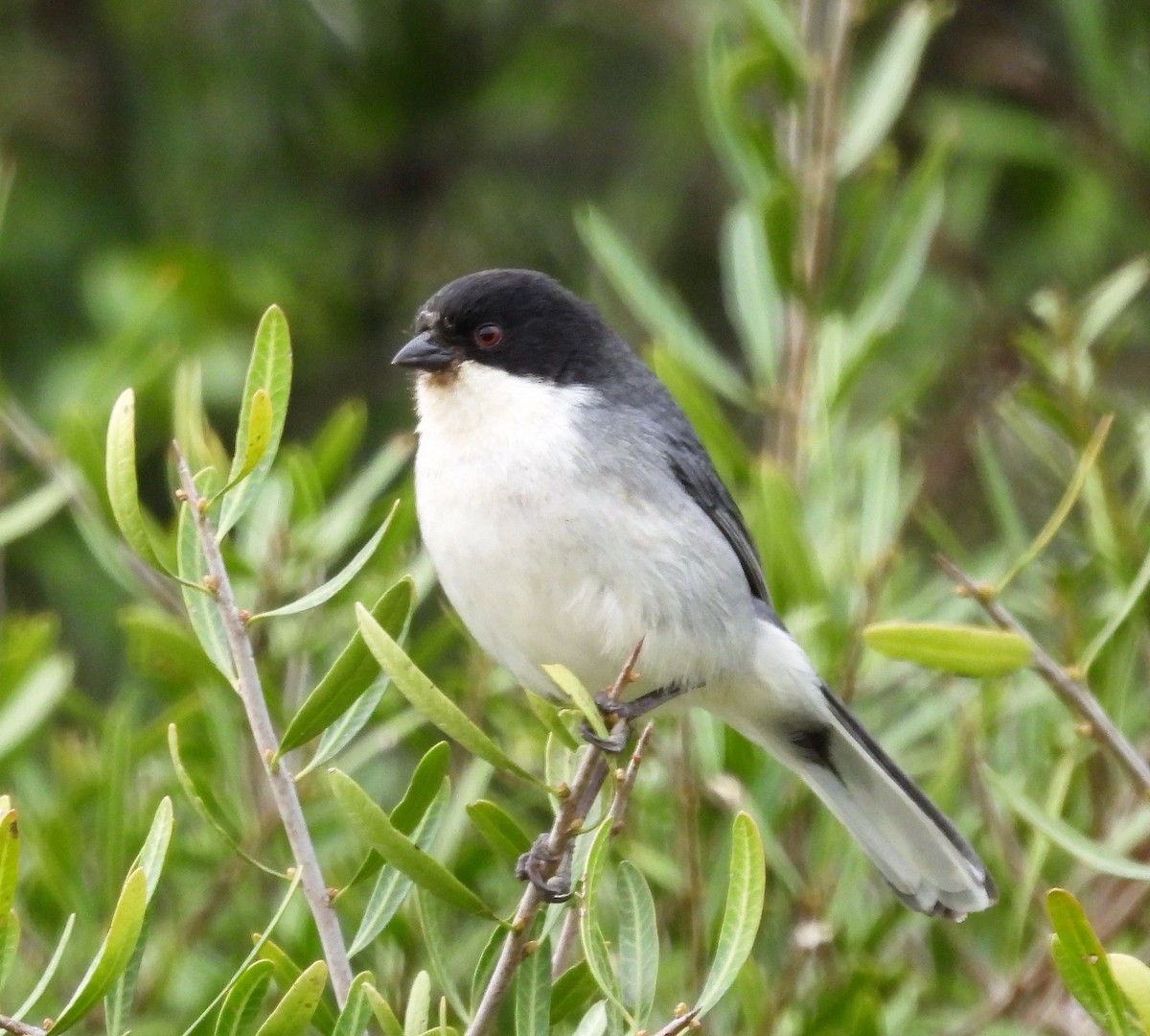 Black-capped Warbling Finch - ML485989801