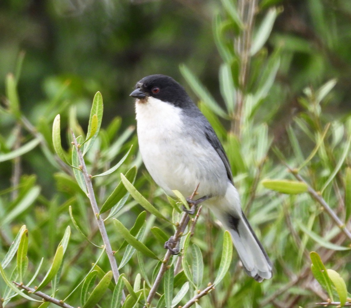 Black-capped Warbling Finch - ML485989811