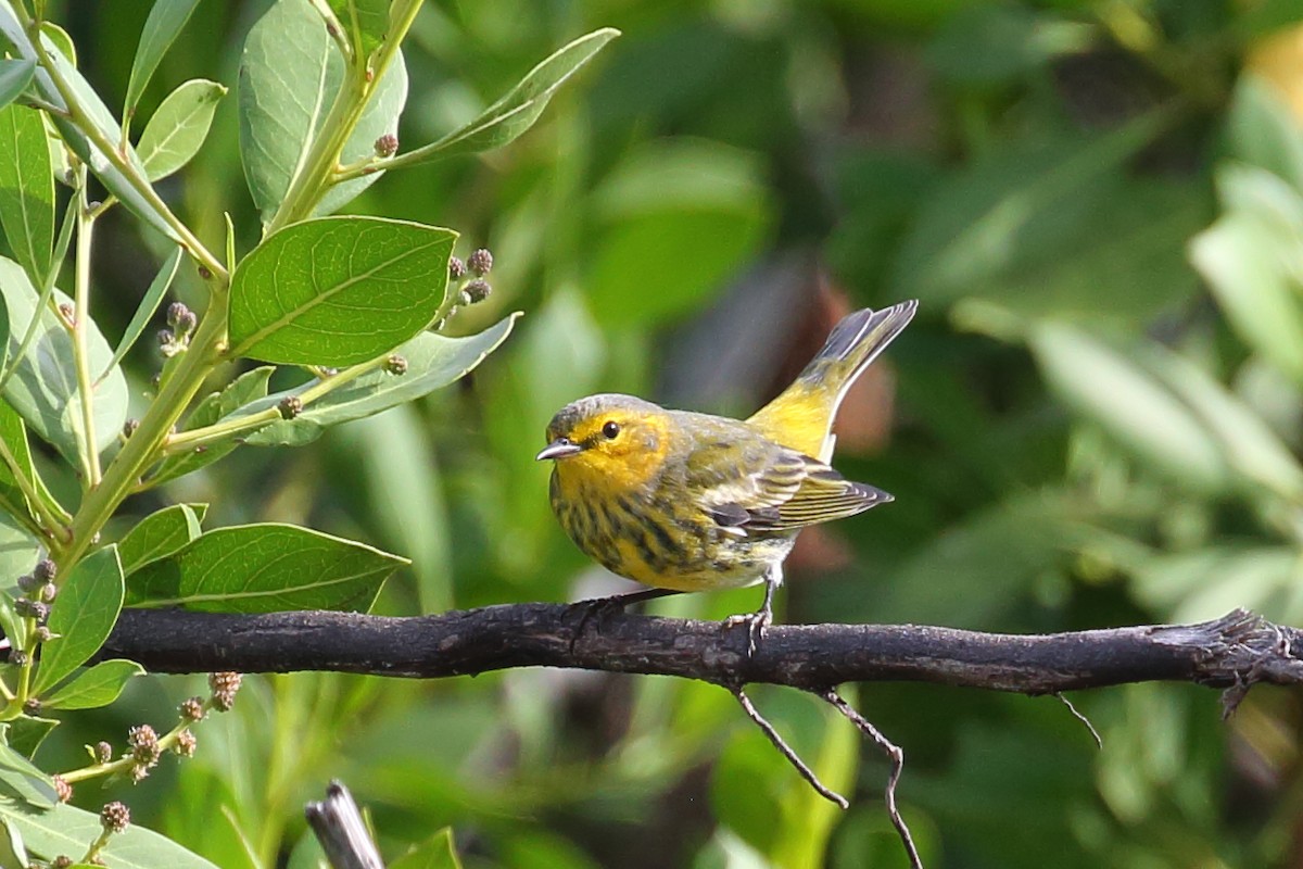 Cape May Warbler - ML486000541