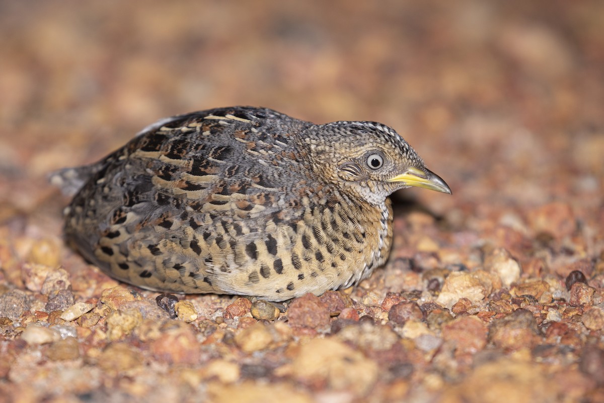 Red-backed Buttonquail - ML486004461