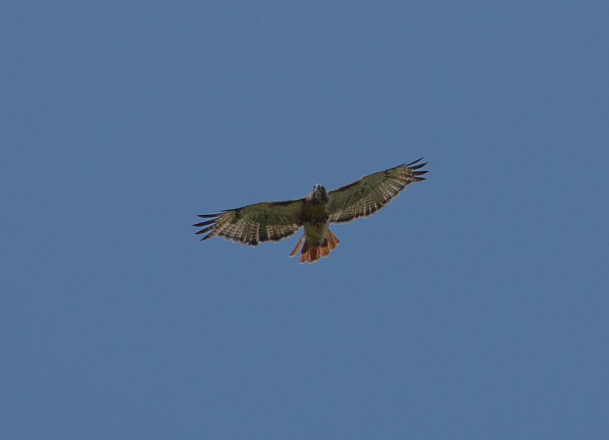 Red-tailed Hawk - ML486008471