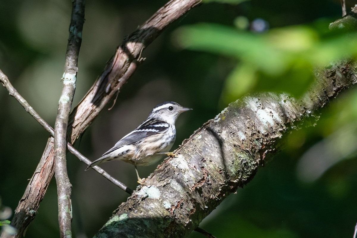 Black-and-white Warbler - ML486008991