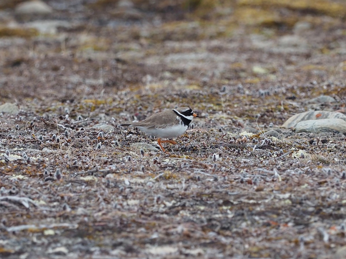 Common Ringed Plover - ML486018571