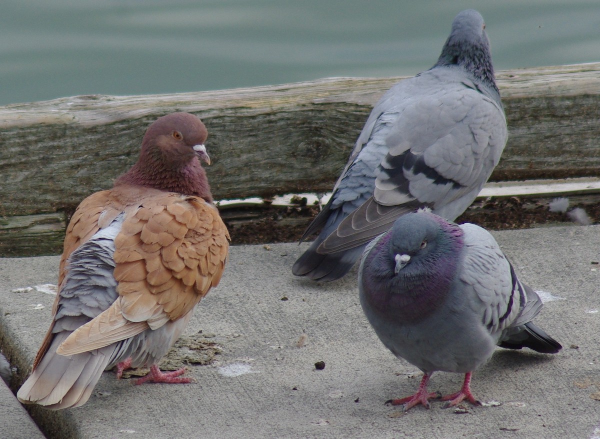 Pigeon biset (forme domestique) - ML48602891