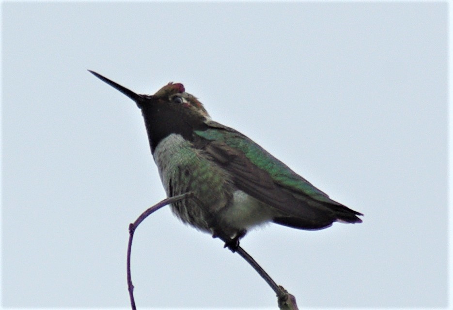 Anna's Hummingbird - ML48603001