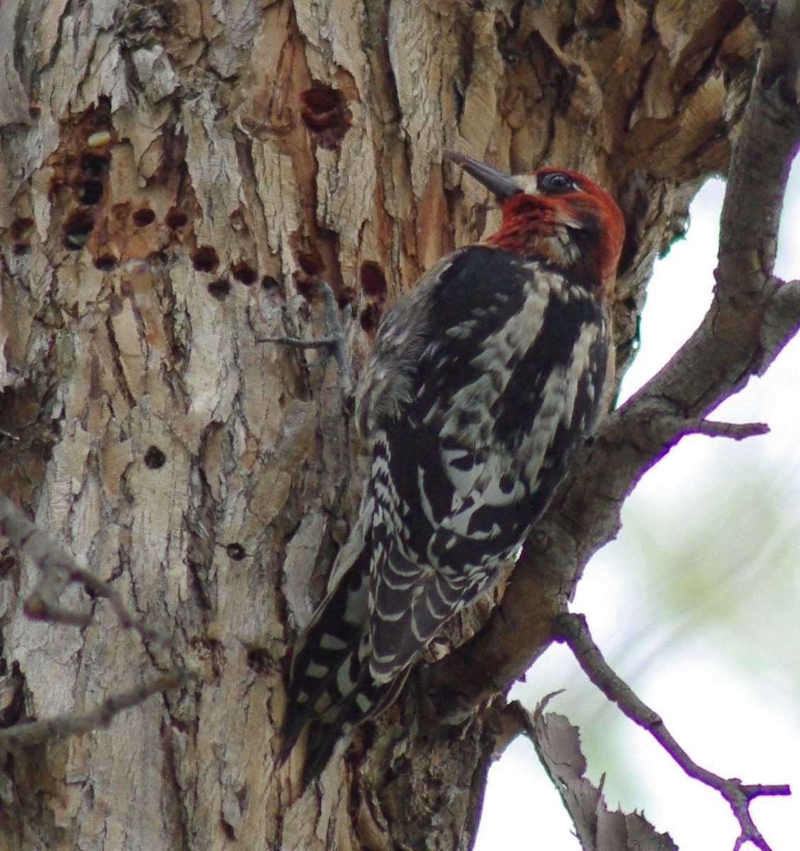 Red-breasted Sapsucker - Donna K