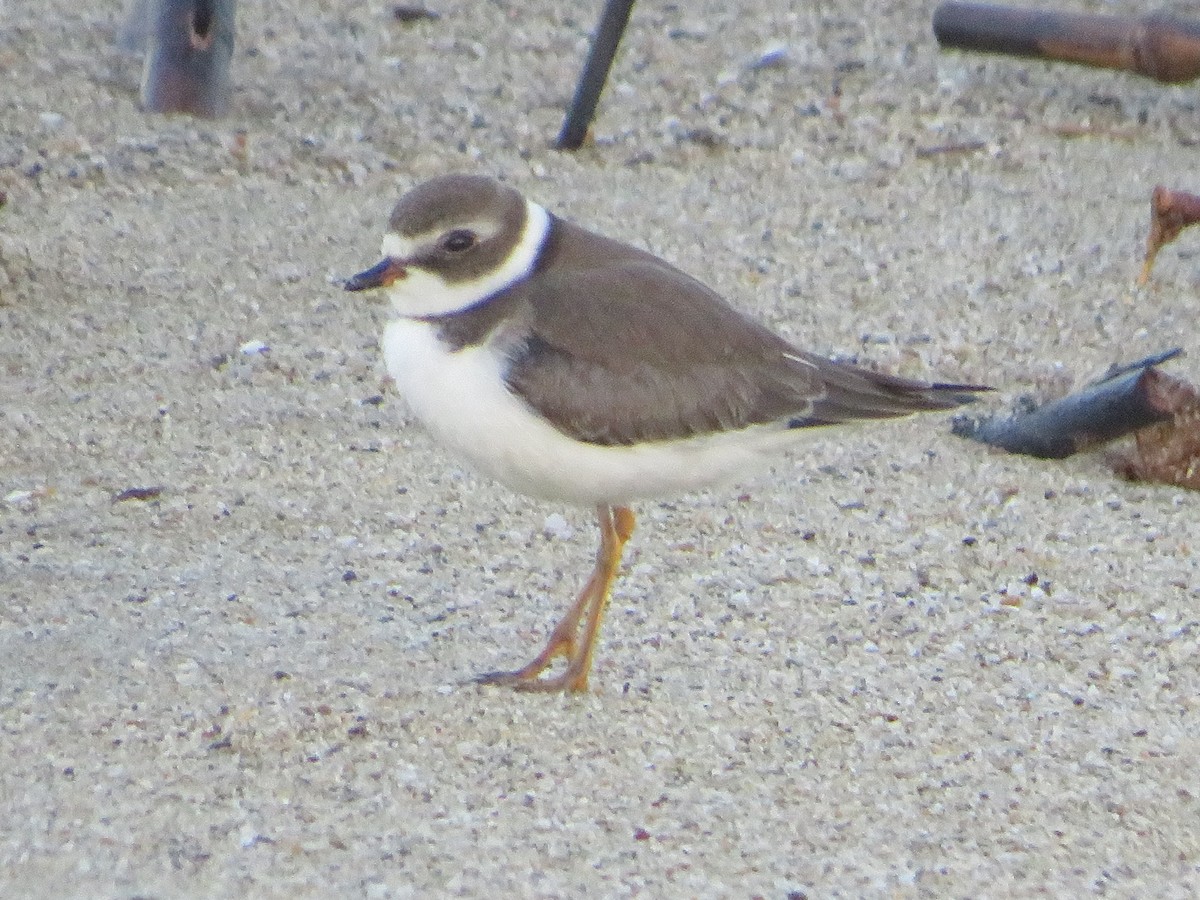 Semipalmated Plover - ML486032271