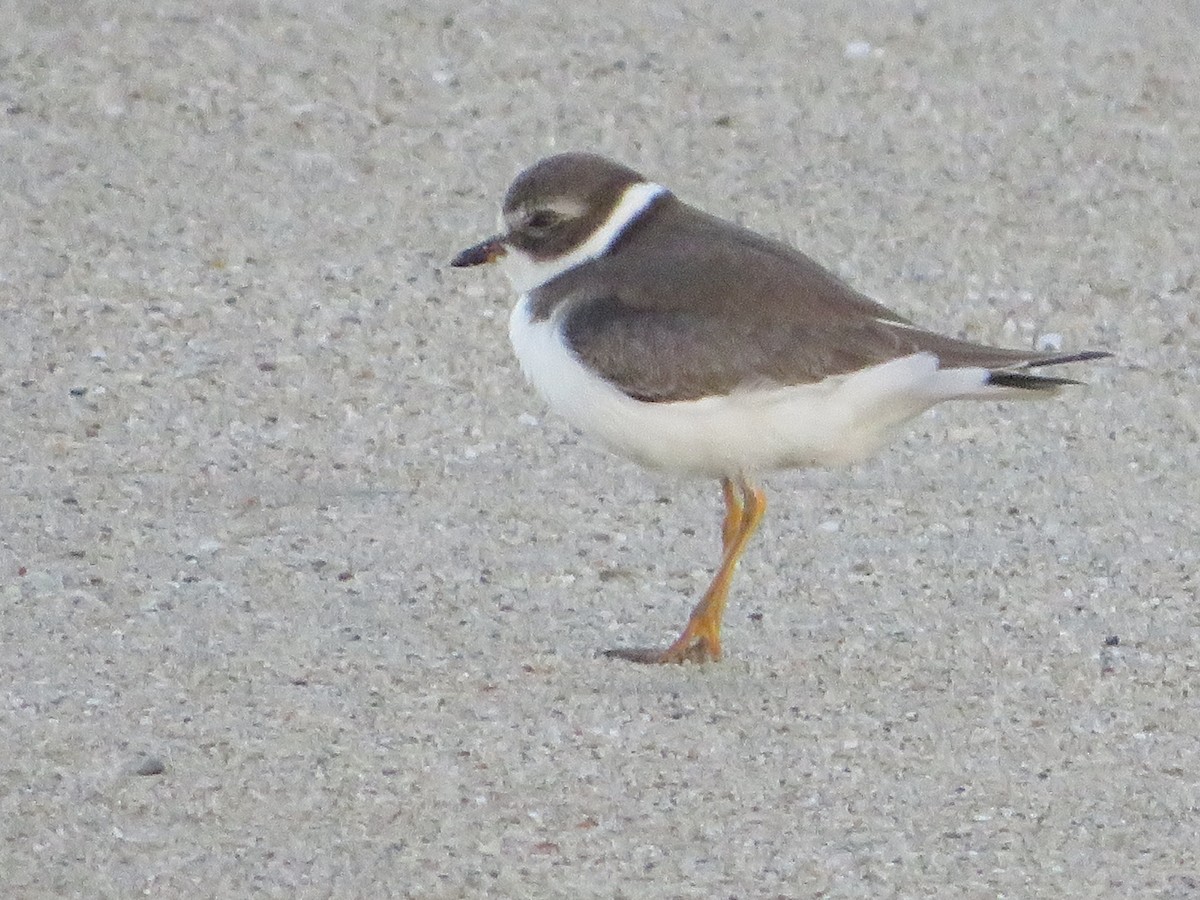 Semipalmated Plover - ML486032281