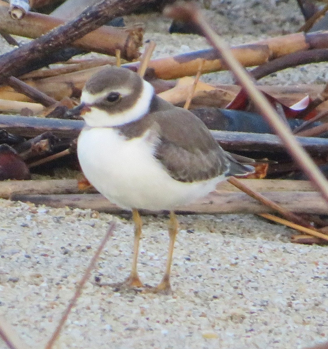 Semipalmated Plover - ML486033201